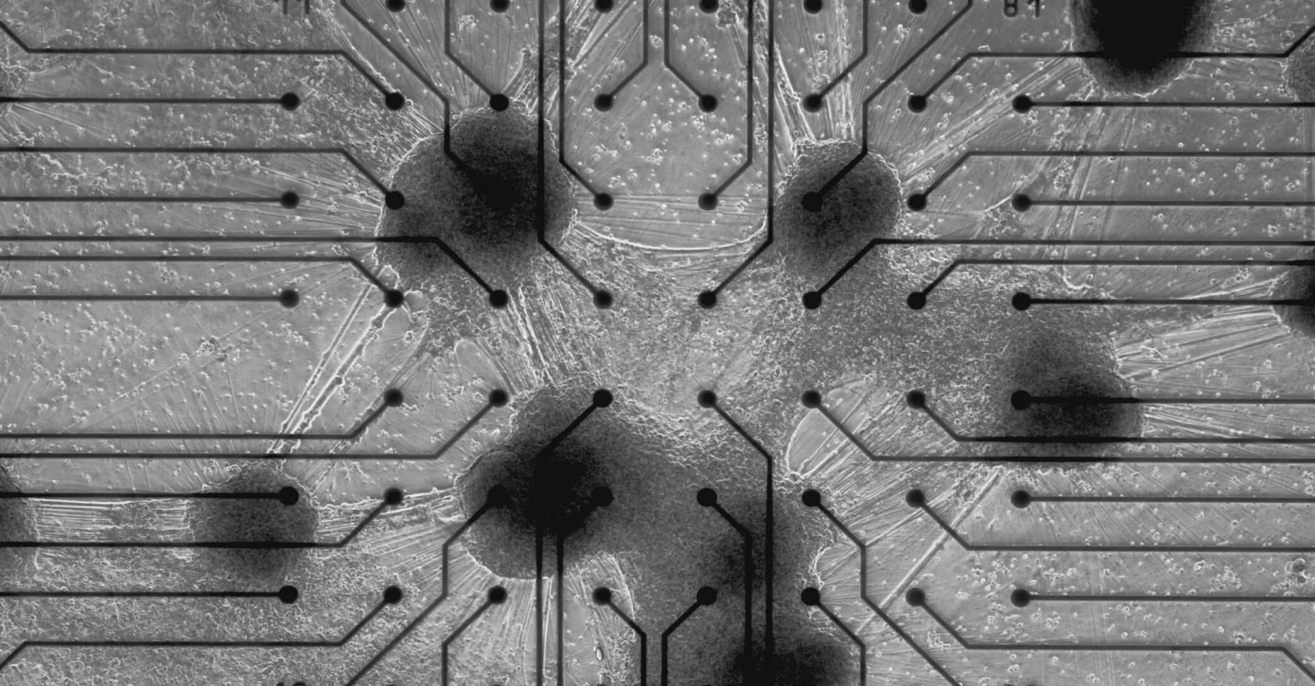 Neuron grown on a chip